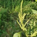 Amaranthus palmeri