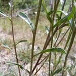 Erigeron acris Листок