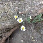 Tanacetum corymbosumFlors