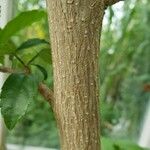 Hibiscus schizopetalus Bark