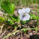 Viola blanda Kvet