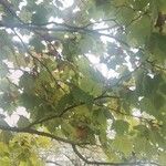 Platanus x hispanica 葉