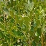 Sophora secundiflora Blatt