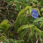 Jacquemontia pentanthos Blomma