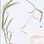 Urochloa piligera Lehti
