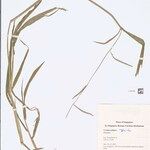 Urochloa piligera Blad