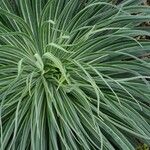 Echium wildpretii Blad