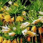 Fritillaria imperialis Flors
