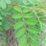 Indigofera suffruticosa Leaf