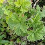 Pelargonium odoratissimum Leaf