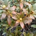 Rhododendron ferrugineum Φύλλο