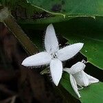 Diodia virginiana Flower