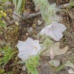 Convolvulus cephalopodus 整株植物