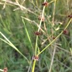 Rumex brownii ফুল