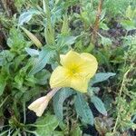 Oenothera parviflora Flor