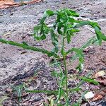 Phyllanthus amarus Φύλλο