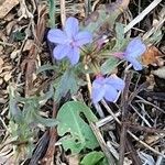 Plumbago europaea Листок