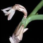 Scaphyglottis prolifera Kwiat
