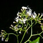 Neomirandea standleyi Hoja