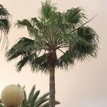 Washingtonia robusta Blad