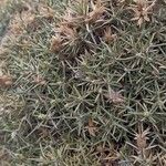 Chuquiraga aurea Leaf