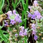 Lavandula angustifolia अन्य