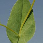 Bupleurum lancifolium Blad