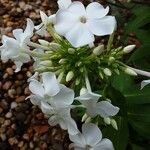 Phlox paniculata Blomst