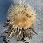 Carlina acanthifolia Blad