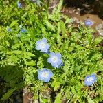 Nemophila menziesii Květ