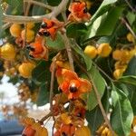 Cupaniopsis anacardioides Flor