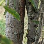 Salix exigua Kabuk