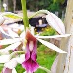 Phaius tankervilleae 花