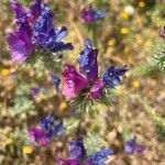 Echium sabulicolaBlomma