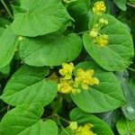 Pentarrhinum insipidum Blüte