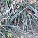 Ophiopogon planiscapus Blatt