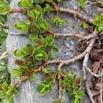 Salix retusa Bark