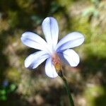 Aphyllanthes monspeliensis Květ