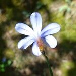 Aphyllanthes monspeliensis Blomma