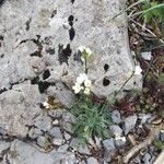 Arabis collina Feuille