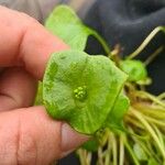 Claytonia perfoliata葉