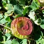 Medicago orbicularis Fruit