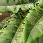 Philodendron bipennifolium Blatt