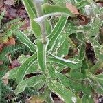 Helichrysum foetidum Лист