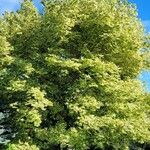 Acer platanoides পাতা