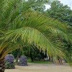 Phoenix canariensis Hoja