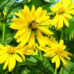 Silphium perfoliatum Çiçek