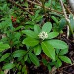 Skimmia japonica 叶