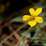 Viola purpurea Flower