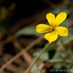 Viola purpurea Blomma